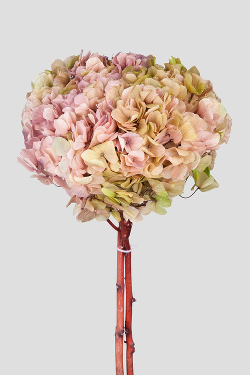 Ortensia Big Leaf | Gradient Green-Pink