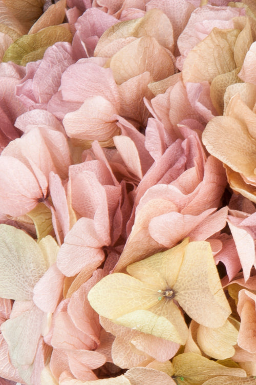 Ortensia Big Leaf | Gradient Green-Pink