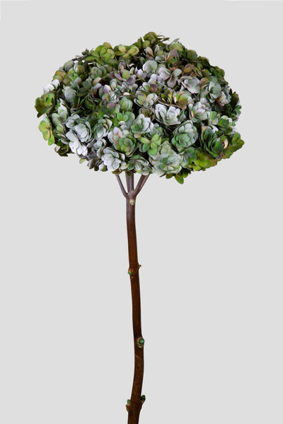Ortensia Twin Petals | Green Shade