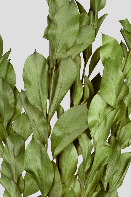 Ruscus | Green