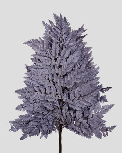 Felce Holly - 10 steli | Grey