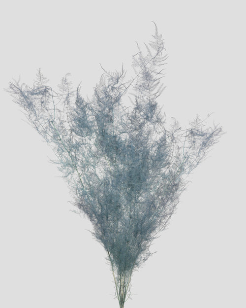 Asparagus | Grey Blue