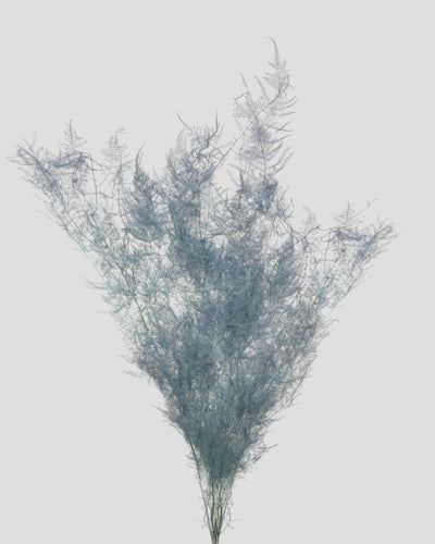 Asparagus | Grey Blue