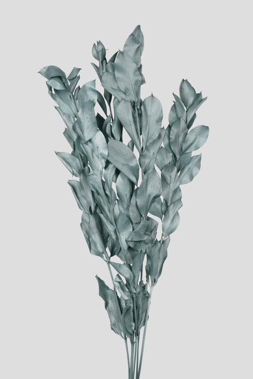 Ruscus | Grey Blue