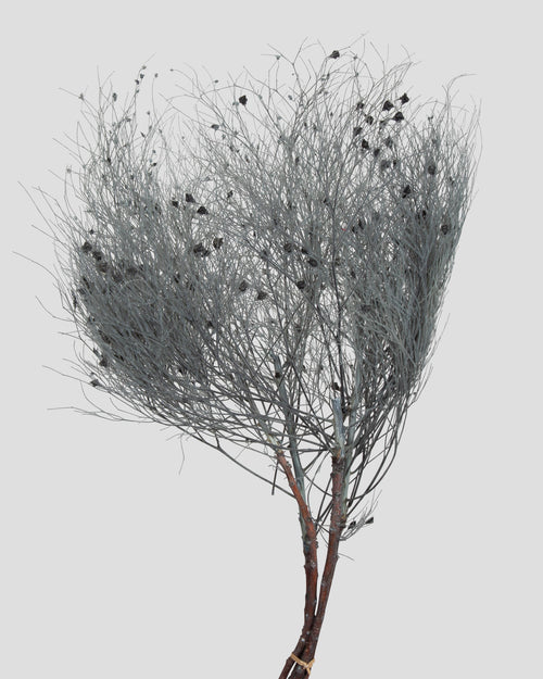 Dream Grass | Grey Blue