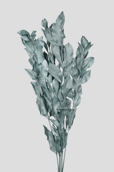 Ruscus | Grey Blue