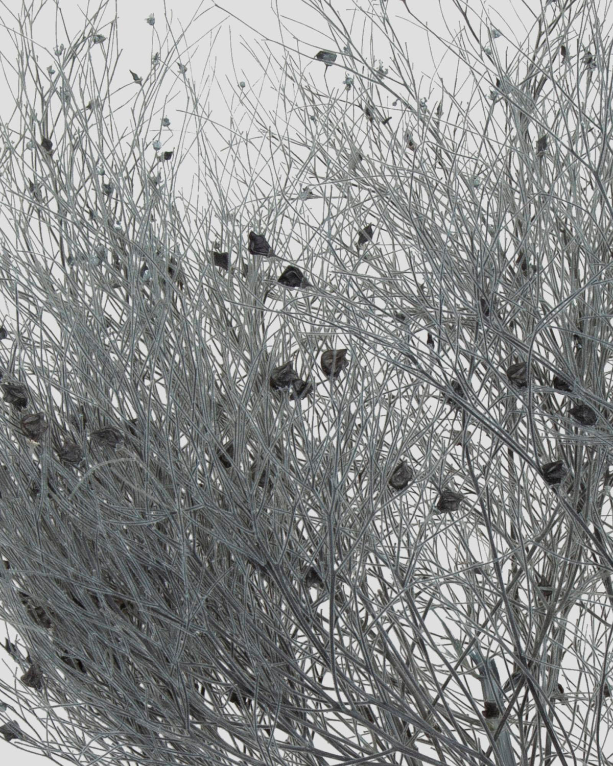 Dream Grass | Grey Blue