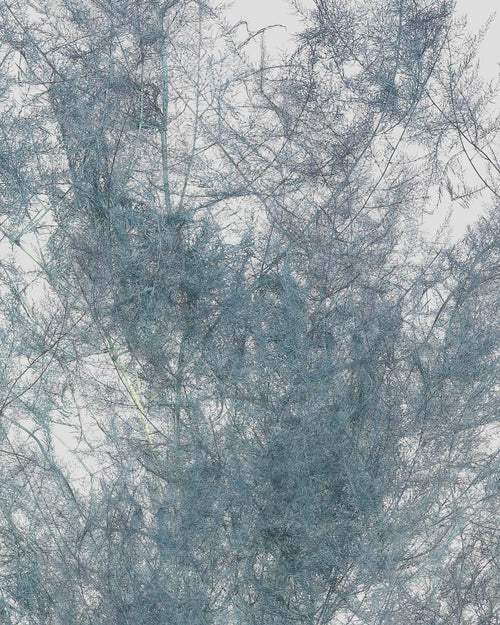 Asparagus | Grey Blue