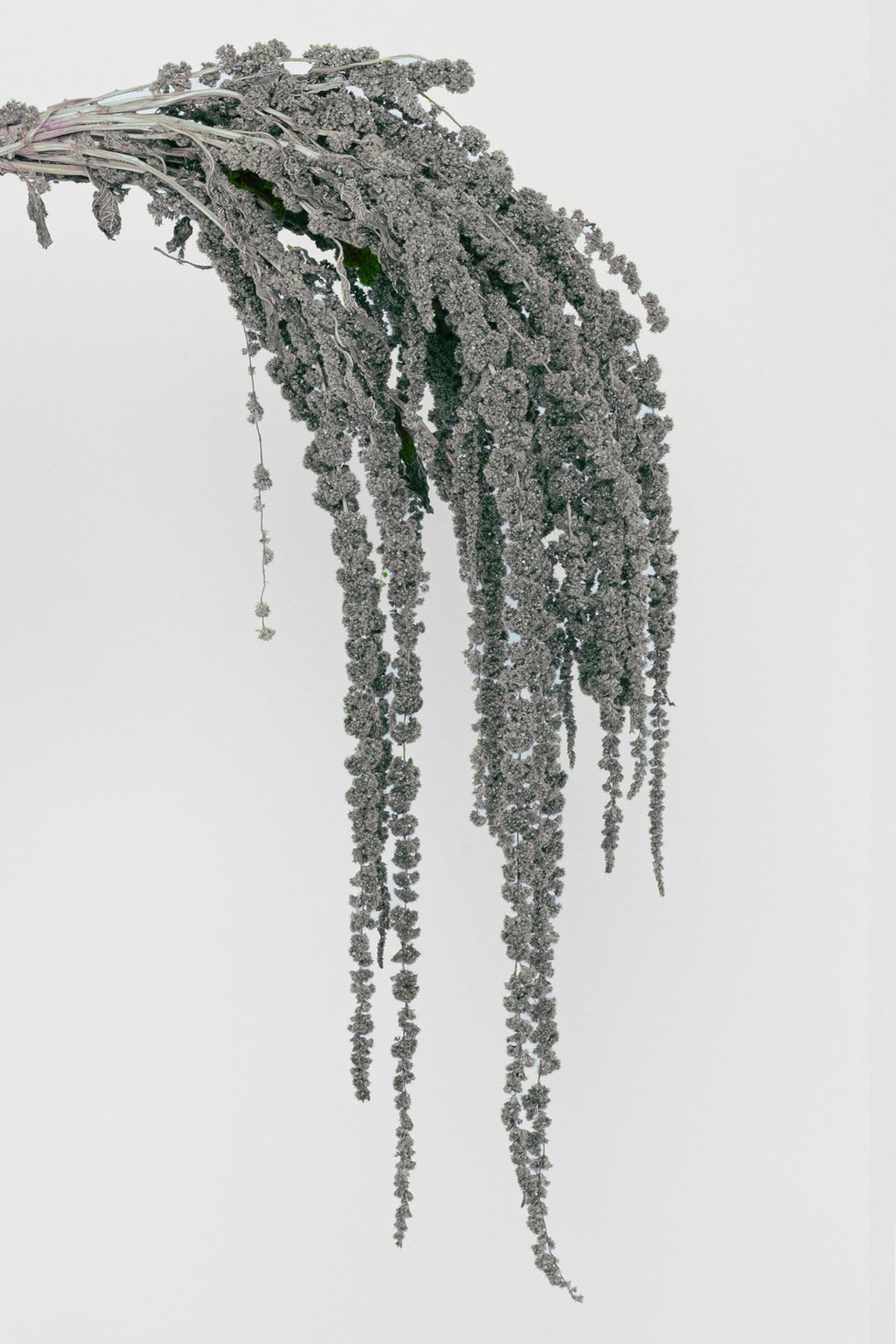 Amaranto | Grey