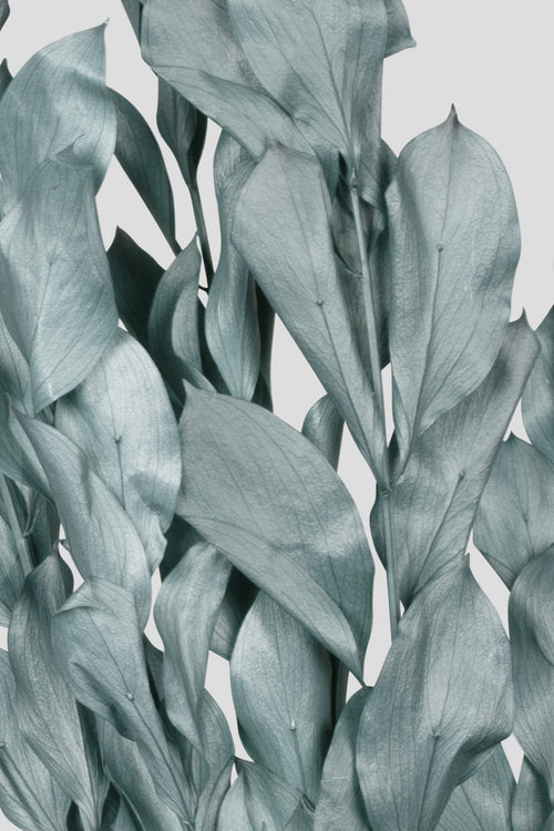 Ruscus | Grey Blue