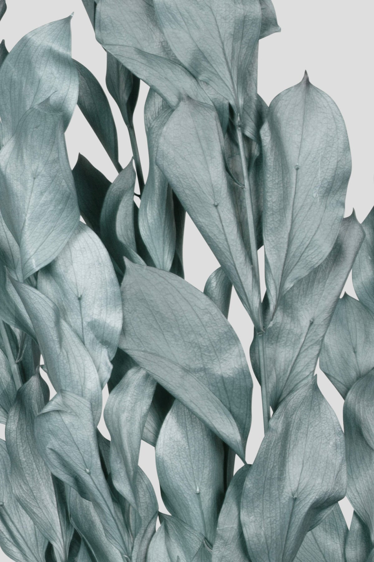Ruscus | Grey Blue