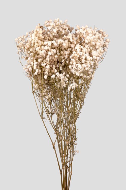 Gypsophila Premium | White