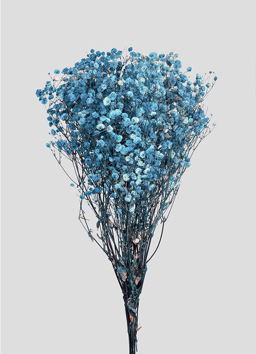 Gypsophila | Cobalt Blue