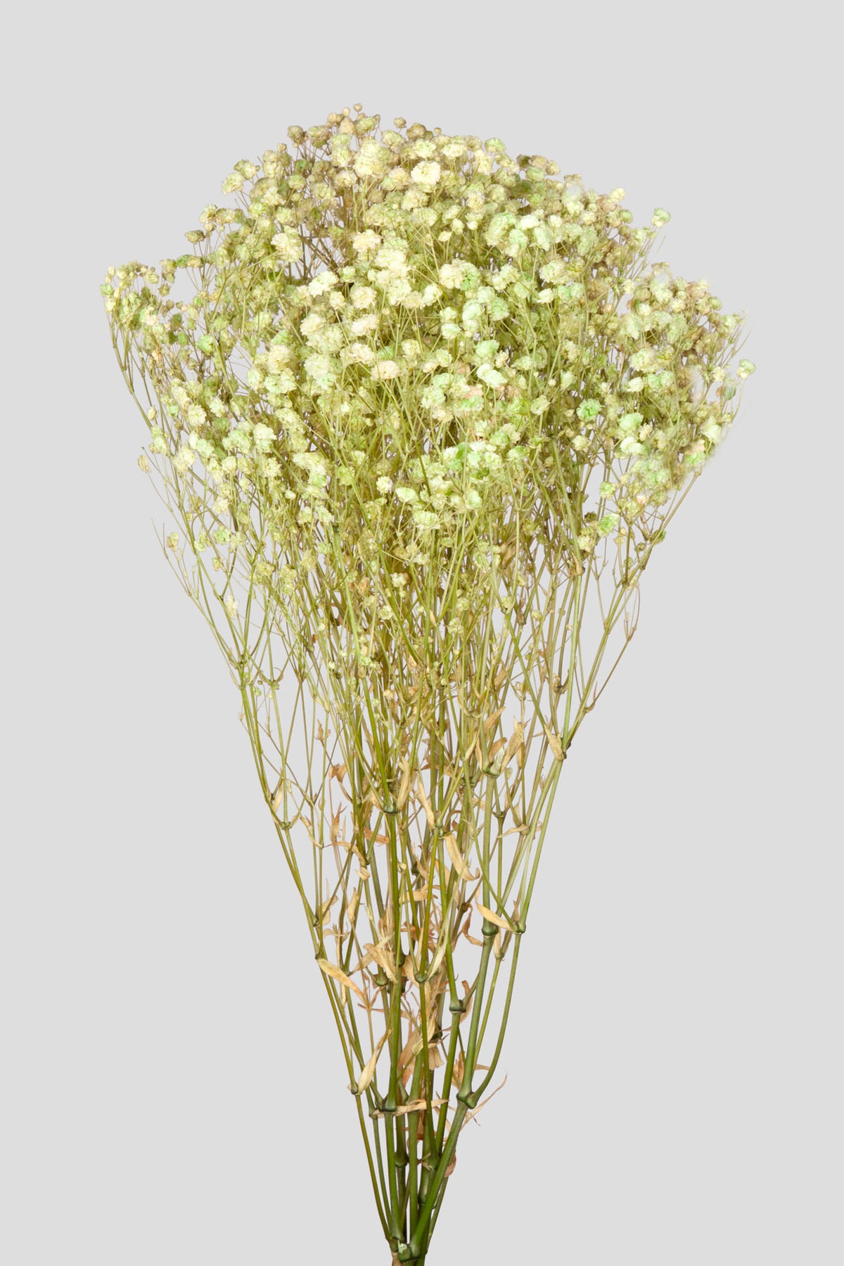 Gypsophila