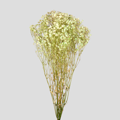 Gypsophila