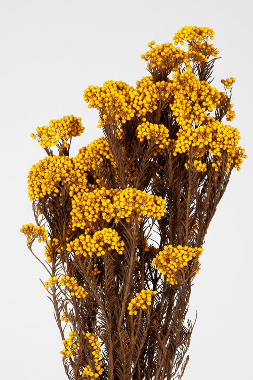 Helichrysum