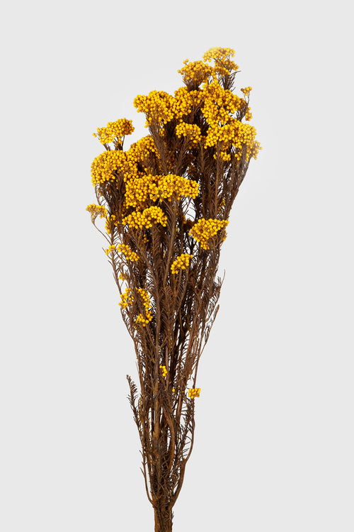 Helichrysum