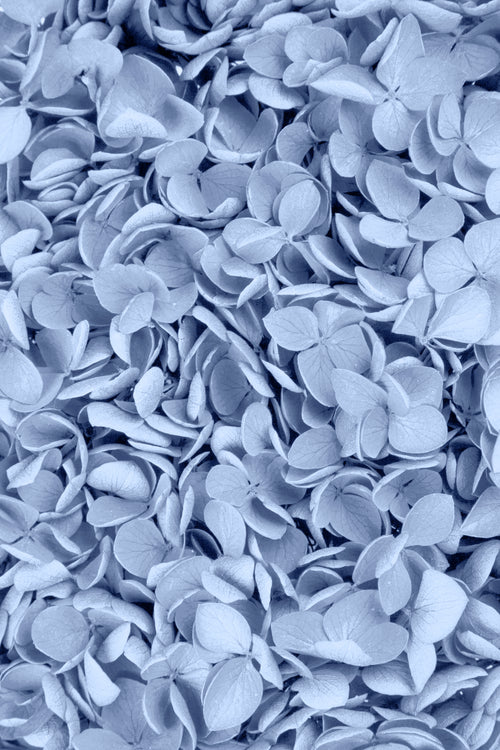 Ortensia Peegee | Sky Blue