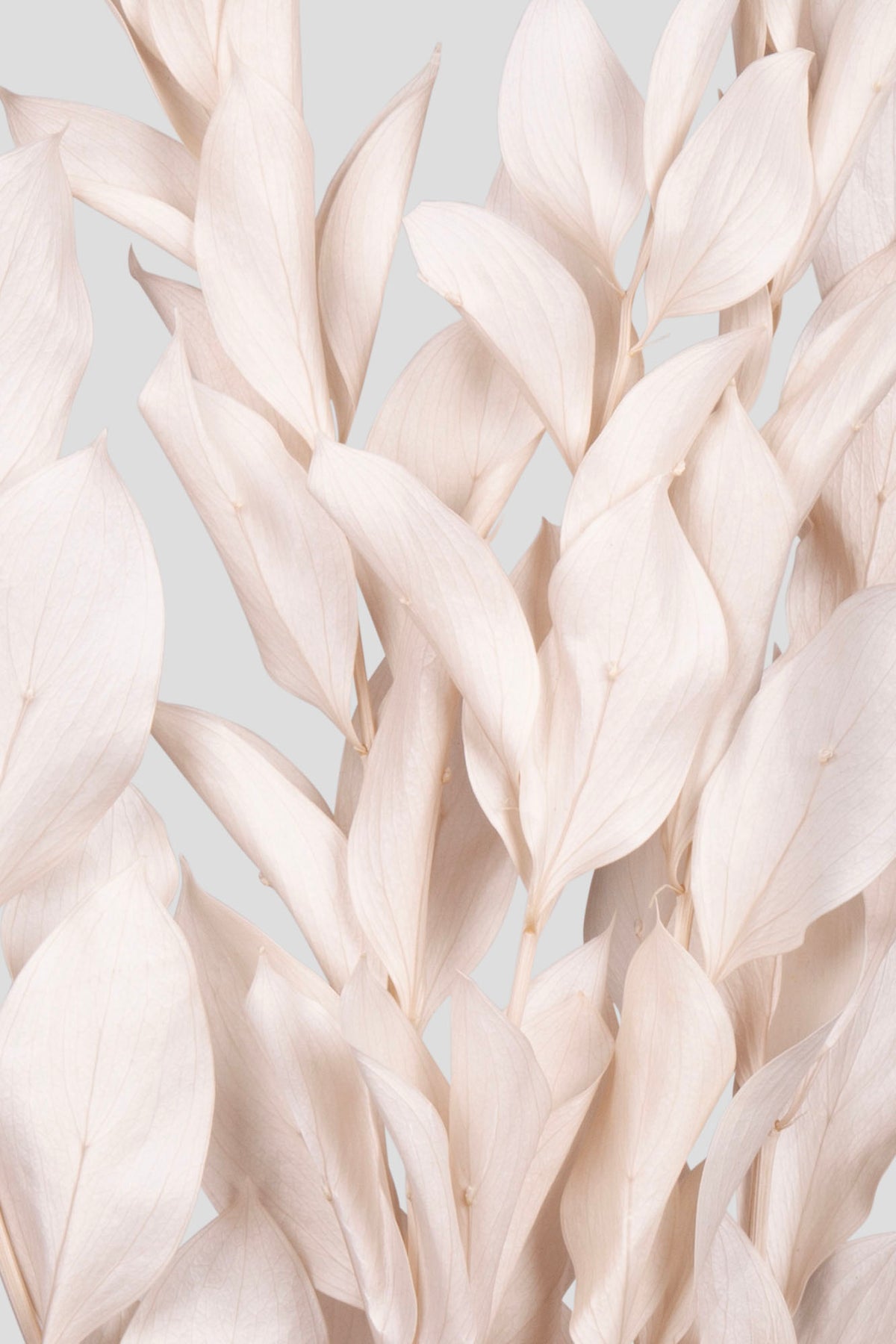 Ruscus | Ivory