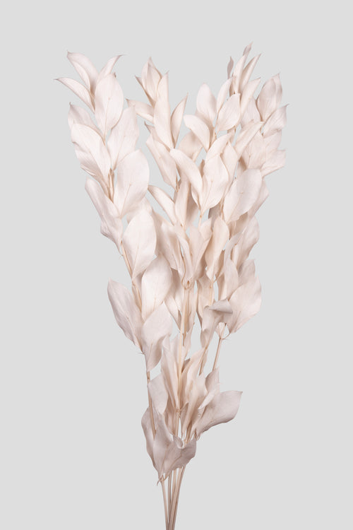 Ruscus | Ivory