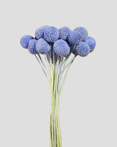 Craspedia | 20 steli - Light Blue