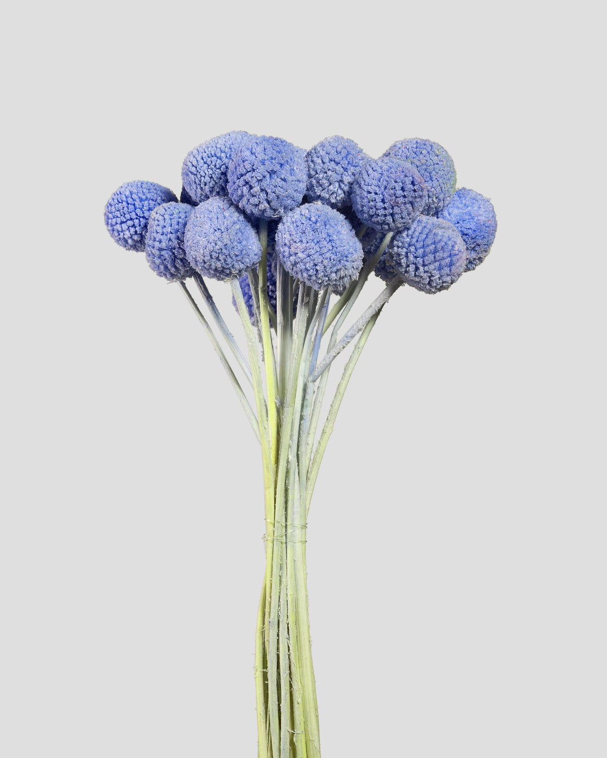 Craspedia | 20 steli - Light Blue