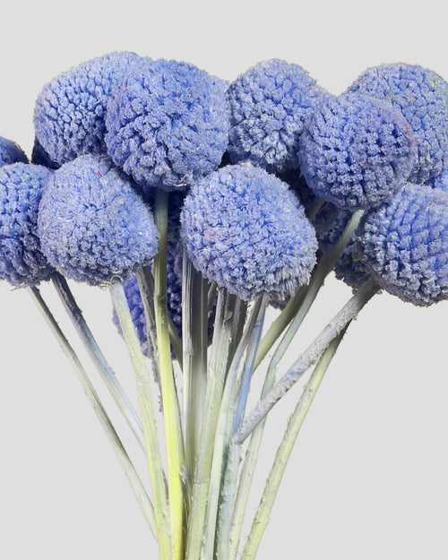 Craspedia | 20 steli - Light Blue