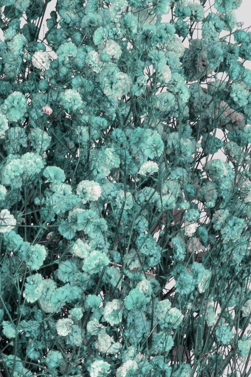 Gypsophila | Tiffany