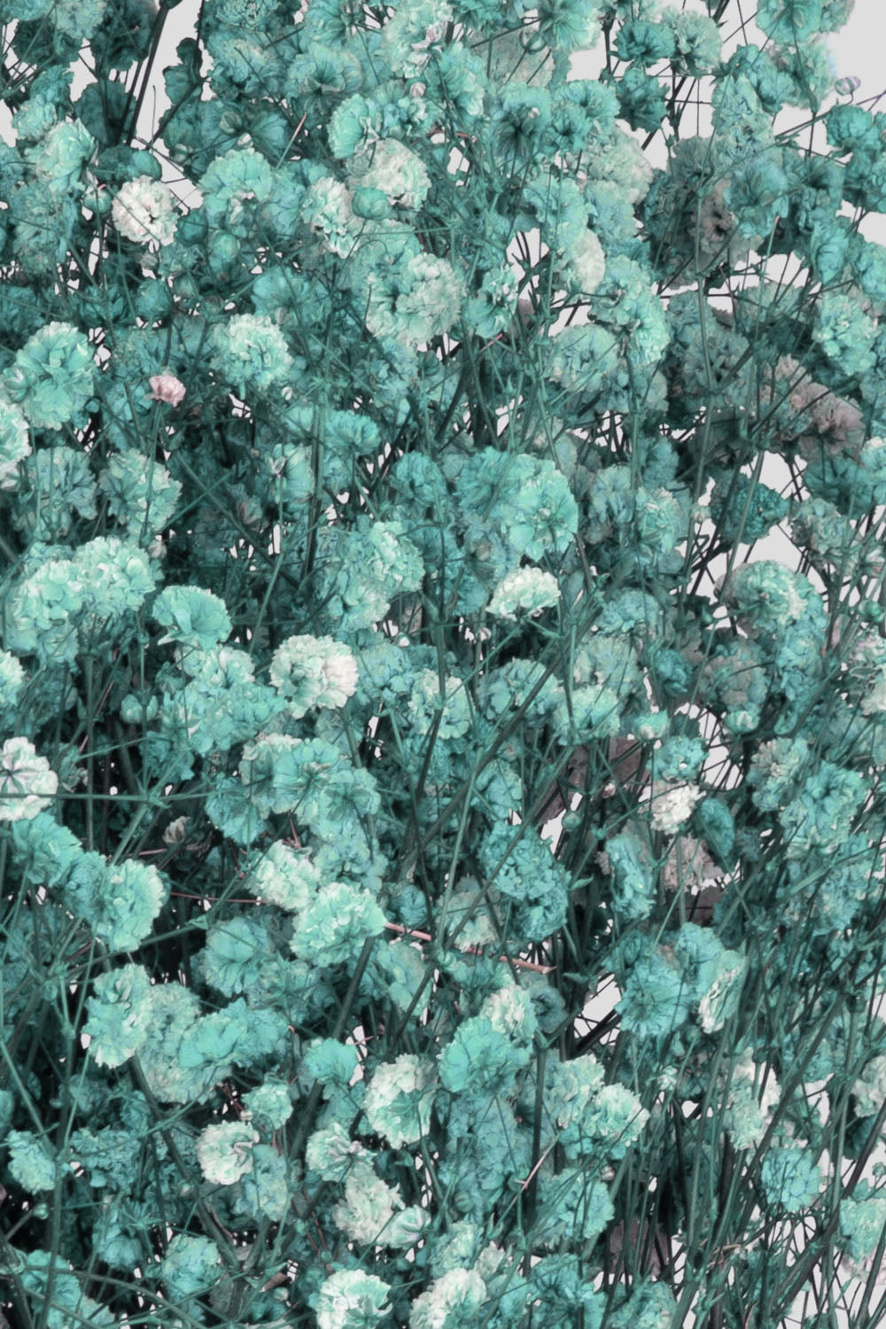 Gypsophila | Tiffany