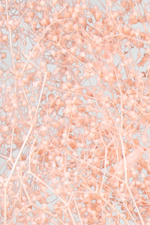 Mini-Gypsophila | Light Pink