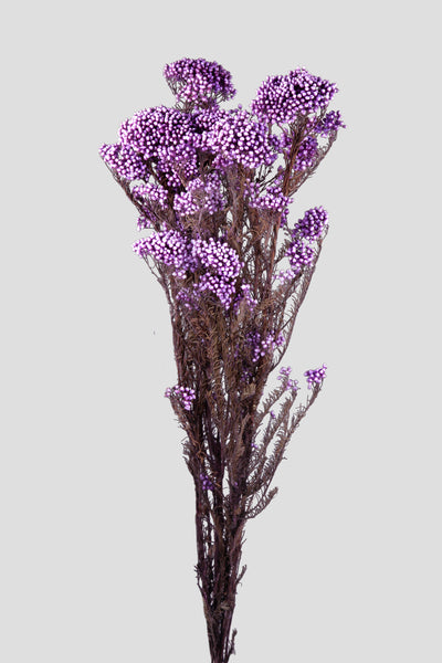 Helichrysum | Lilac