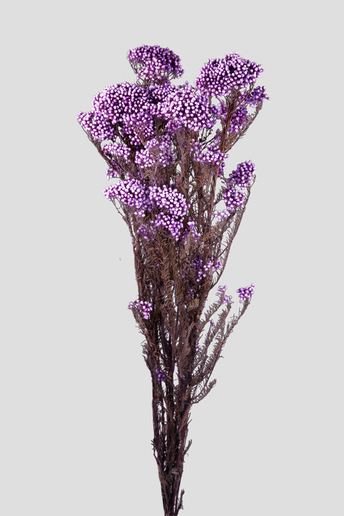 Helichrysum | Lilac