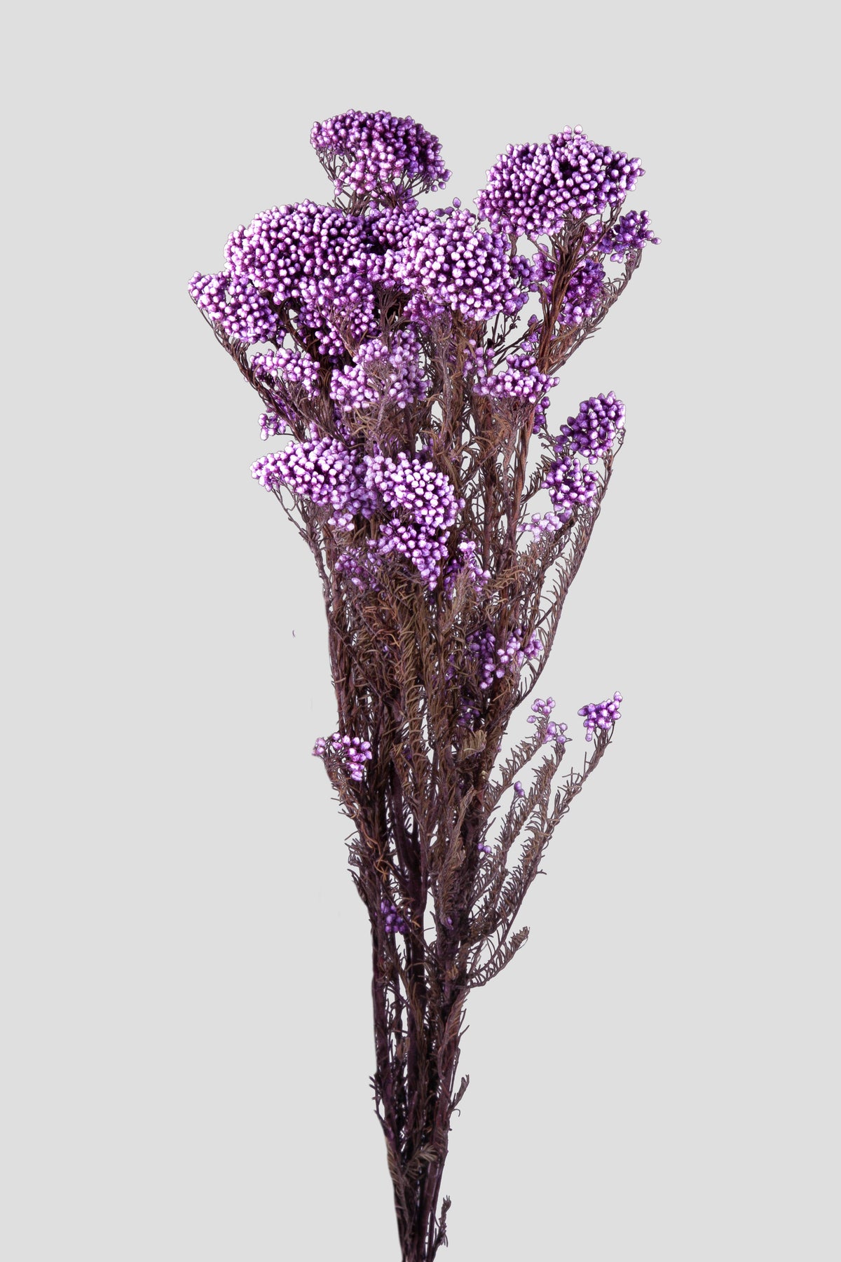 Helichrysum | Lilac