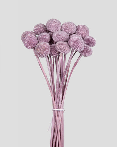 Craspedia | 20 steli - Lilac