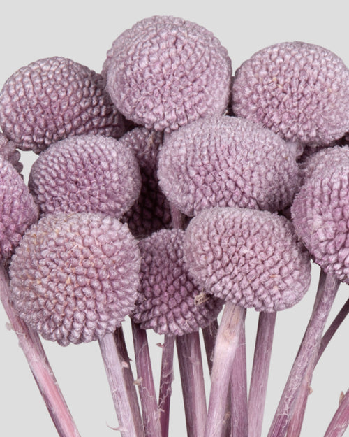 Craspedia | 20 steli - Lilac