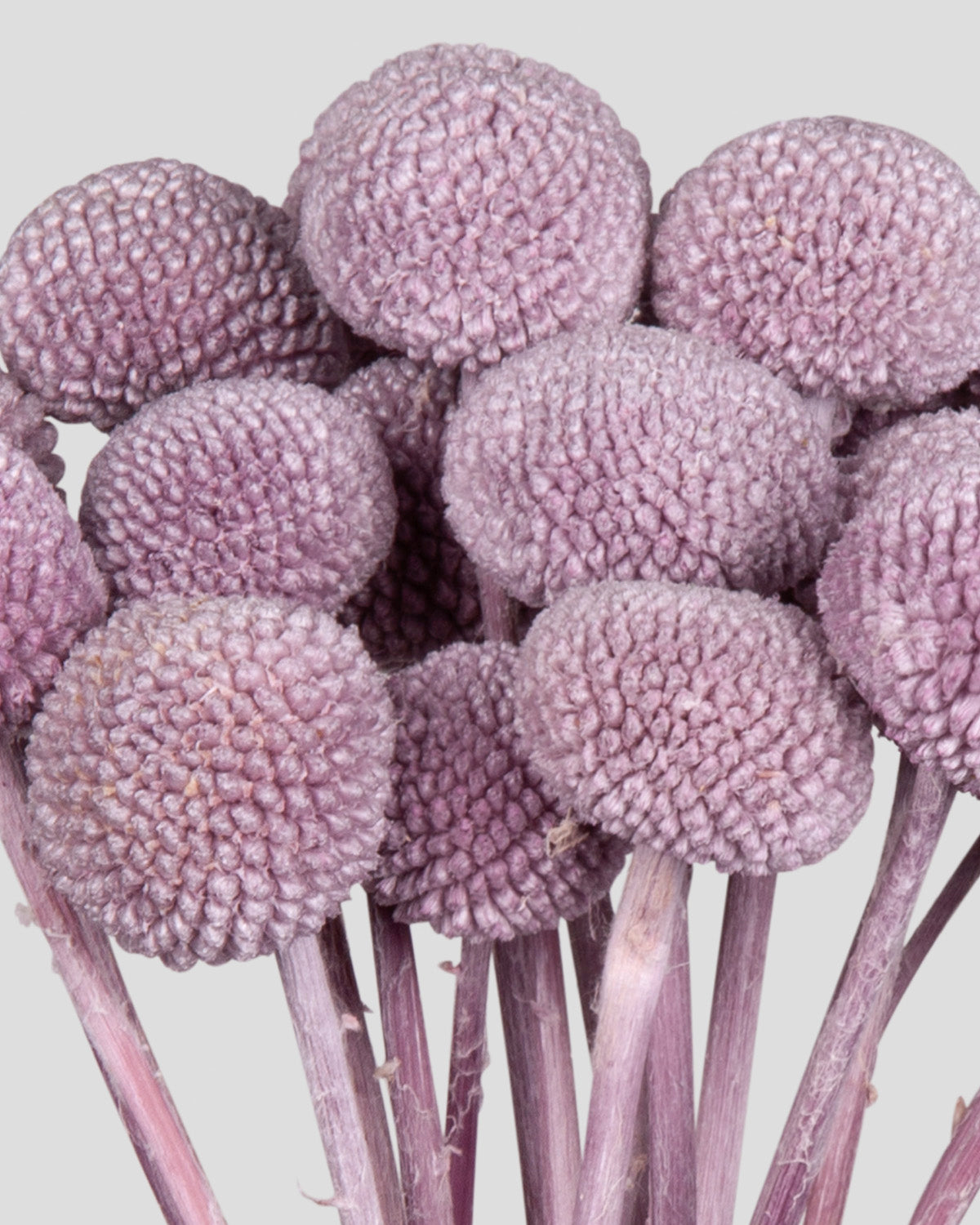 Craspedia | 20 steli - Lilac