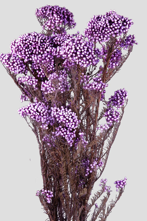 Helichrysum | Lilac
