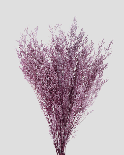 Limonium