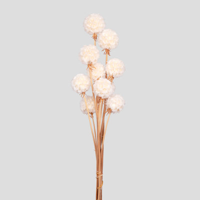 Scabiosa Stellata | 10 steli B2B - Pronta Consegna