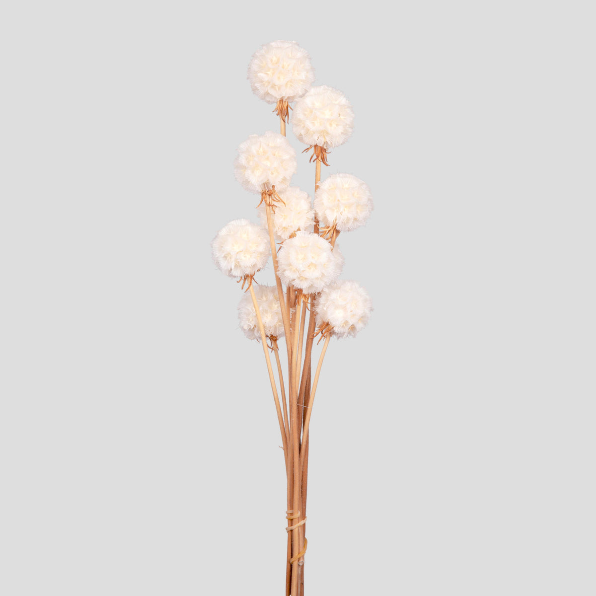 Scabiosa Stellata - 10 seli | White