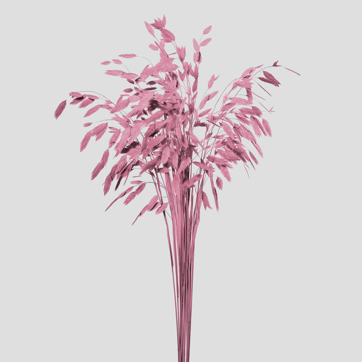 Chasmanthium | Mauve