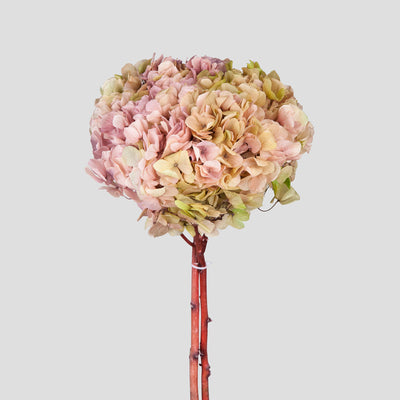 Ortensia Big Leaf | Gradient Green-Pink