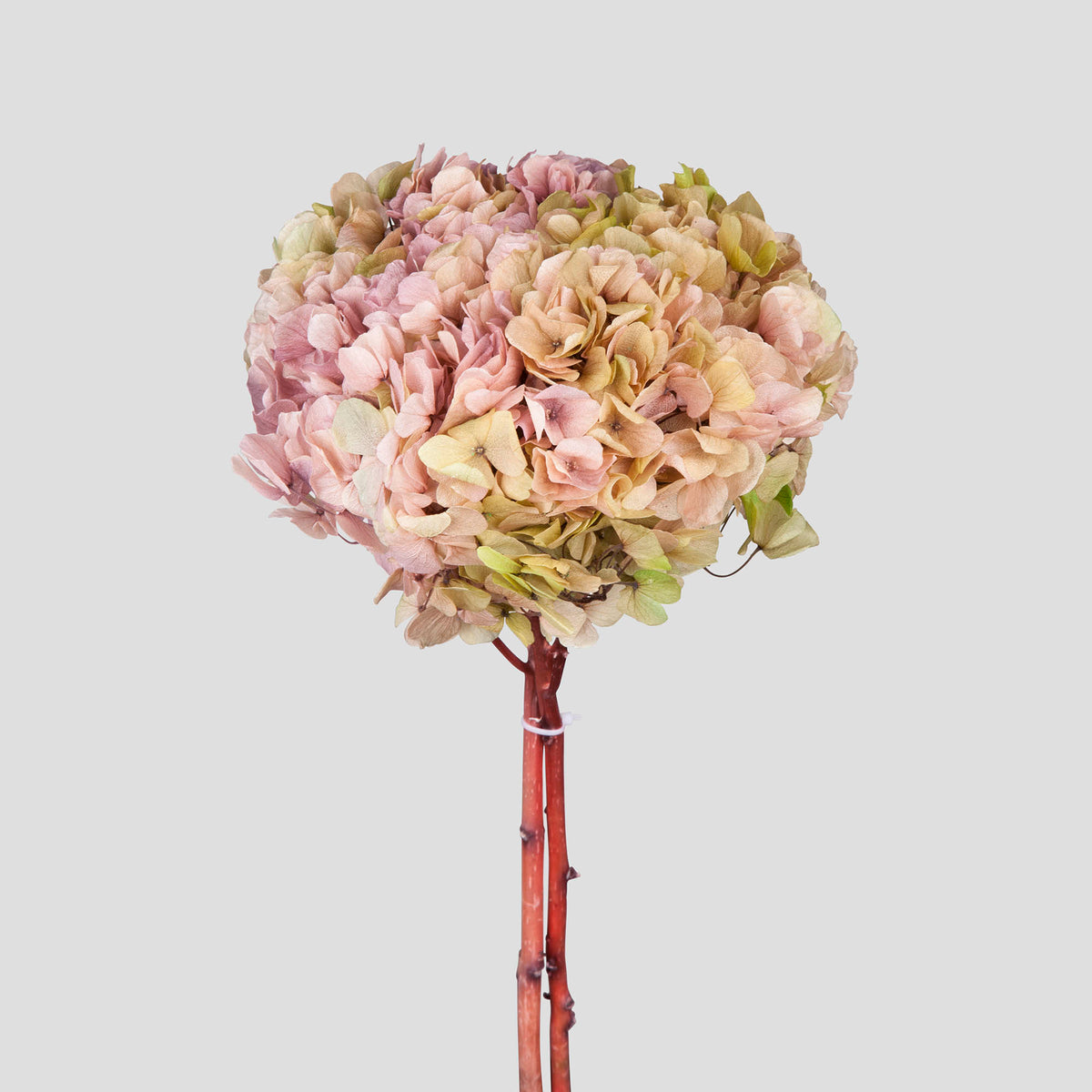 Ortensia Big Leaf | Gradient Green-Pink