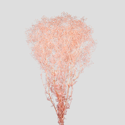 Mini-Gypsophila B2B - Luglio 2025