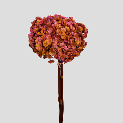 Ortensia Twin Petals | Pink-Orange