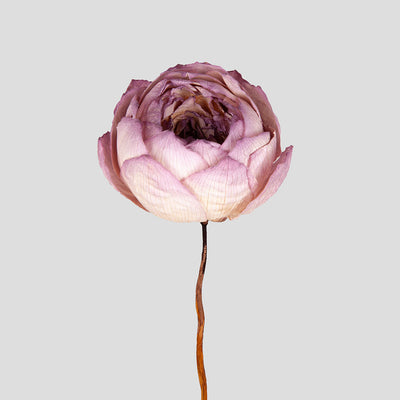 Peonia Dried 1 pz. |  Natural