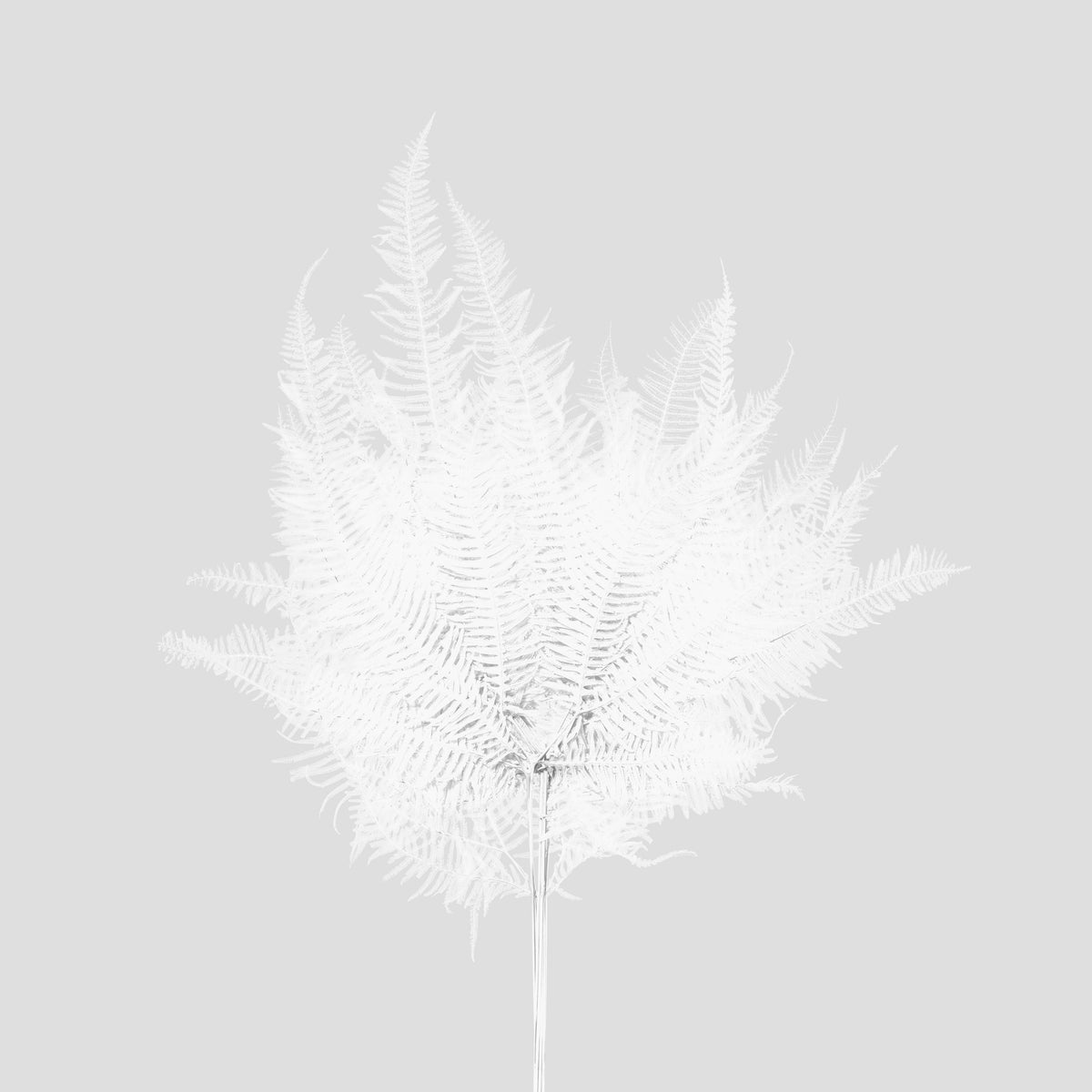 Felce di Montagna | White