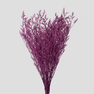 Limonium B2B - Pronta Consegna