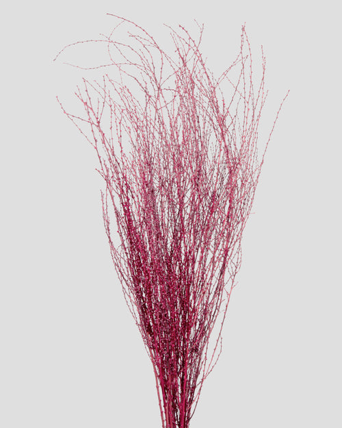 Fontanesia | Magenta