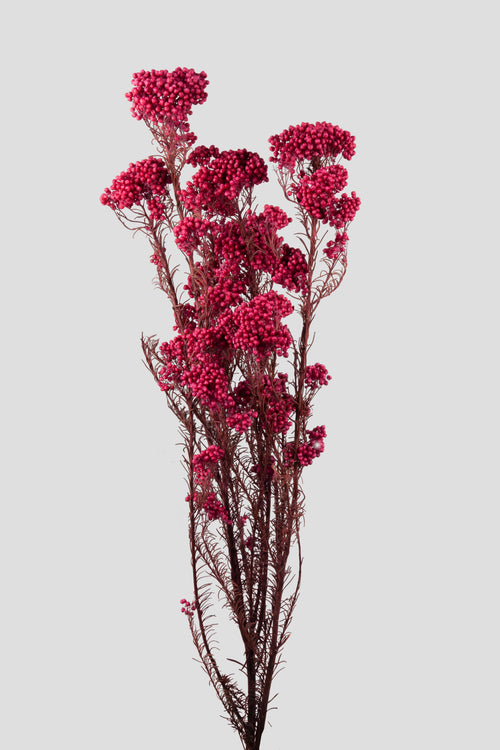 Helichrysum | Magenta